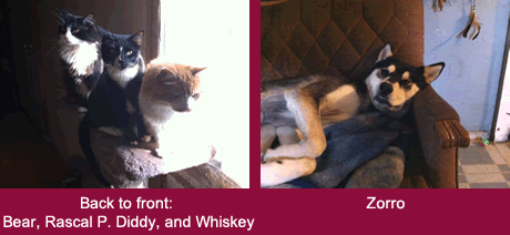 Bear, Rascal P. Diddy, Whiskey and Zorro